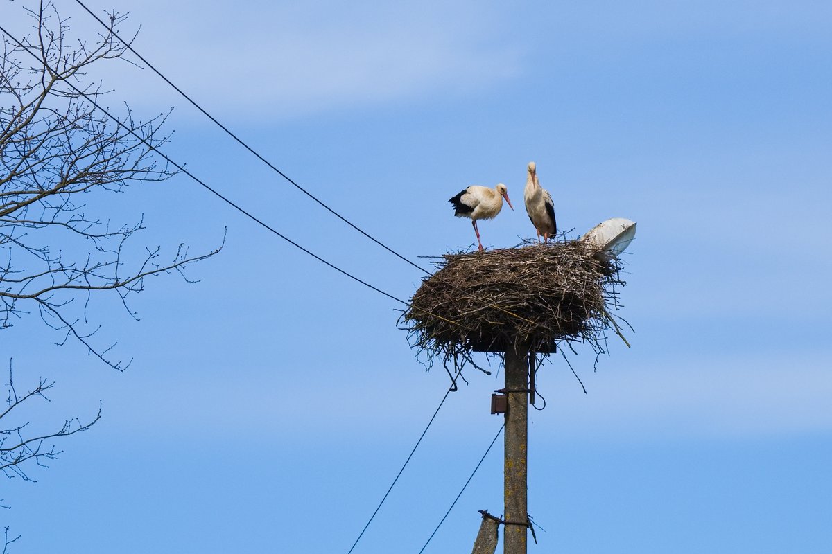 Latvijos baltasis gandras savo lizde &mdash; valstybės paukštis